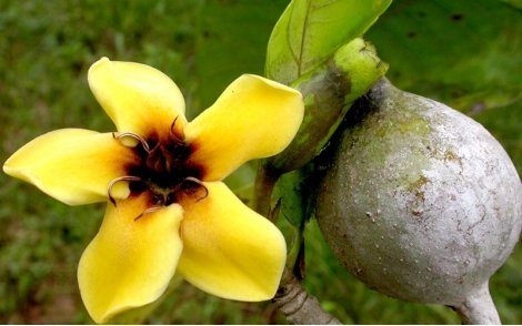 Flor e fruto do Jenipapo