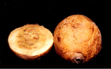 Fruto maduro do Jenipapo