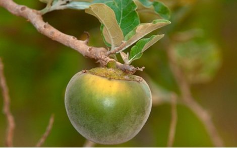 Fruto de Lobeira