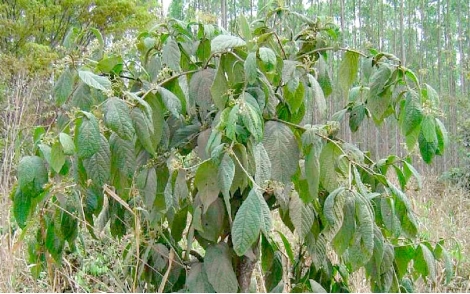 Sementes de Louro tabaco (Cordia trichoclada DC.)
