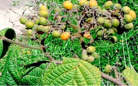 Sementes de Louro tabaco (Cordia trichoclada DC.)