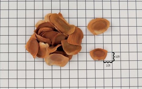 Sementes de Mogno Africano Khaya Senegalensis em papel perspectiva de 1cm.