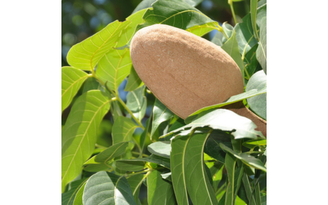 Fruto do Mogno Nacional
