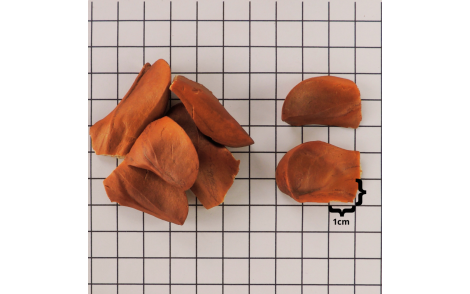 Sementes de Mogno Nacional em papel quadriculado 1cm