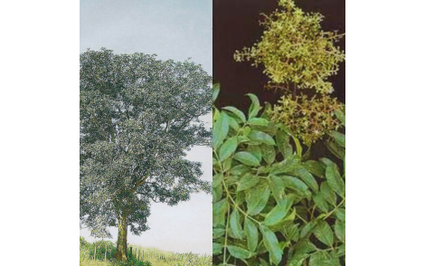 Arvore, folhas e flores de Mamica Fedorenta