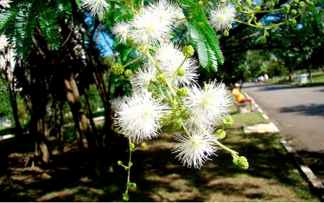 Flores de Maricá