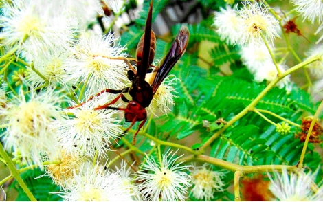 Florada de Maricá