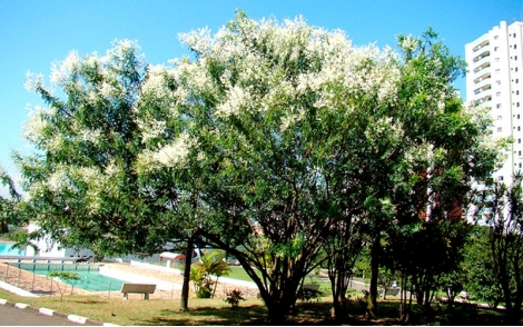 Árvore de Maricá no paisagismo urbano.