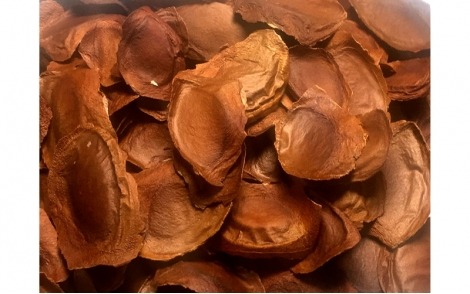 Sementes-frescas-de-Mógno-Africano-Ivorensis