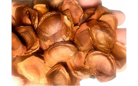 Sementes-de-Mógno-Africano-Ivorensis