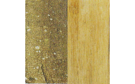 Tronco e madeira de Monjoleiro