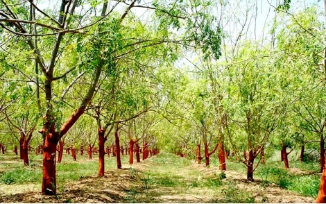Plantio de Moringa Oleifera