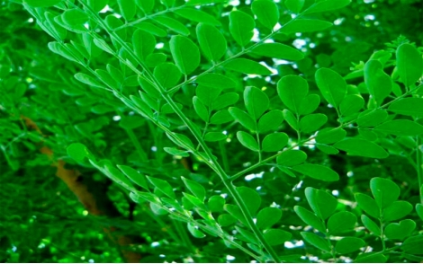 Folhas de Moringa Oleifera