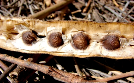 Vagem madura de Moringa Oleifera