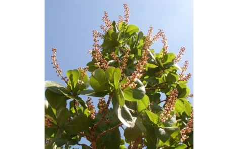 Flores de murici do cerrado