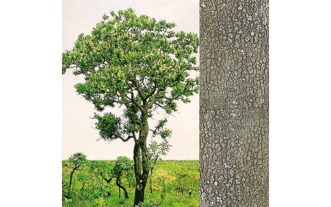 Arvore e formato do tronco de murici do cerrado