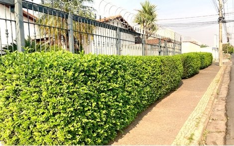 Murta no passeio de calçadas.