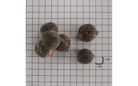 Sementes de Noz da India em papel quadriculado 1cm.