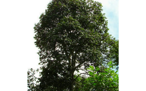 Arvore de Olho de cabra
