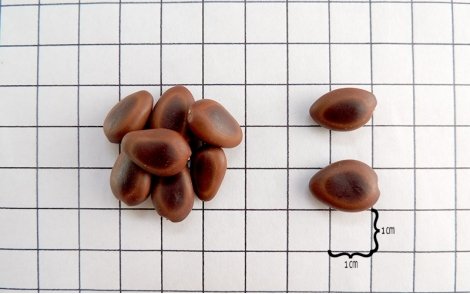 Sementes de Orelha de Macaco em papel perspectiva 1cm