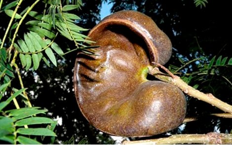 Vagem de Orelha de Macaco