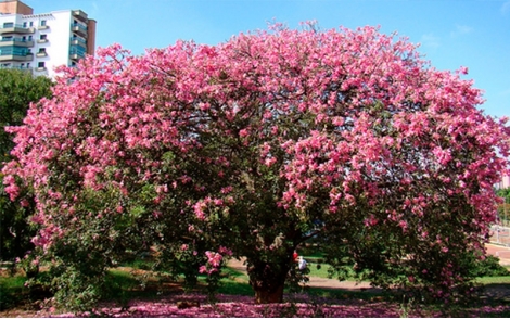 Paineira Rosa utilizada no paisagismo urbano.