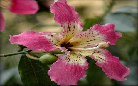 Flor da Paineira Rosa