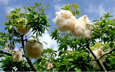 Painas do fruto maduero da Paineira Rosa