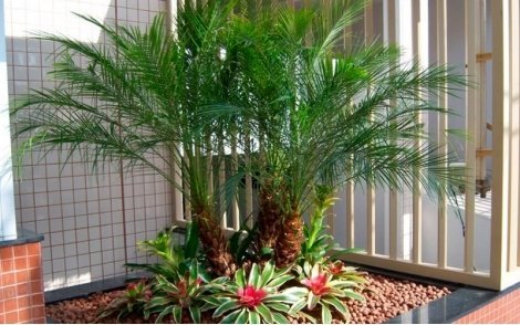 Palmeira Fenix Anã em paisagismo de jardim