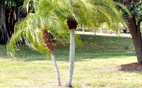 Palmeira Fenix Anã em praças