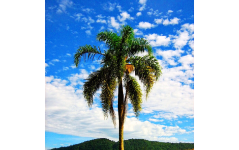 Palmeira Jerivá
