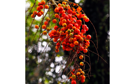Frutos de Jerivá
