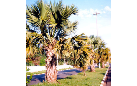 Palmeira Sabal de Cuba no paisagismo urbano