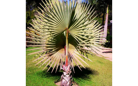 Palmeira Sabal de Cuba