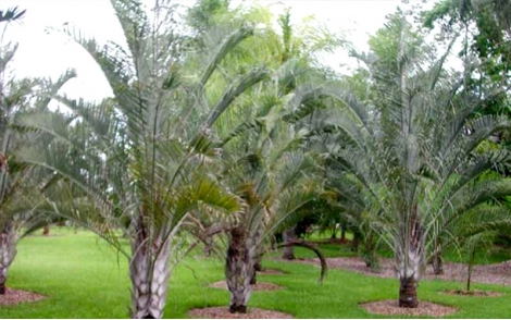 Palmeira Triangular em praça publica.