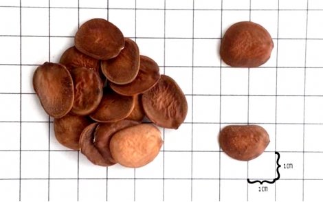 Sementes de Pata de Vaca Rosa em papel perspectiva 1cm.