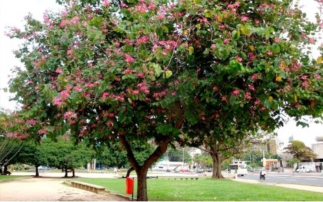 Árvore de Pata de Vaca Rosa em paisagismo urbano e praças.