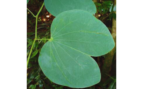 Folhas peculiares de Pata de vaca flor roxa 