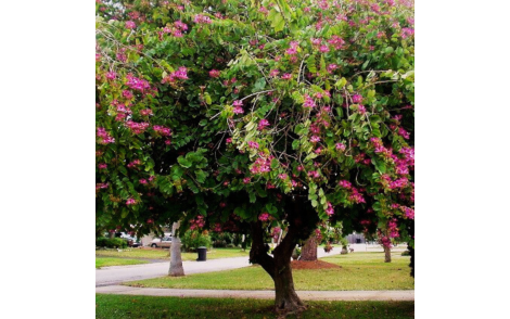 Pata de vaca flor roxa no paisagismo urbano