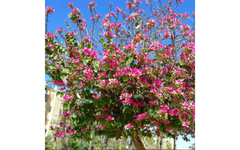 Pata de vaca flor roxa no paisagismo em calçadas