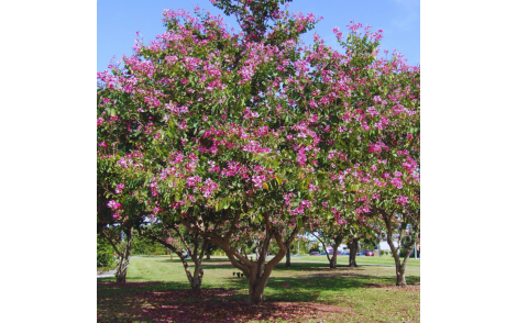 Pata de vaca flor roxa no paisagismo de praças