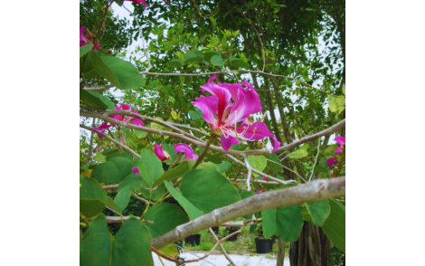 Flor de Pata de vaca flor roxa 