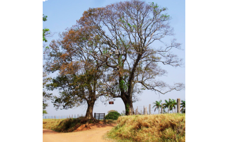 Pau dalho utilizado no paisagismo rural