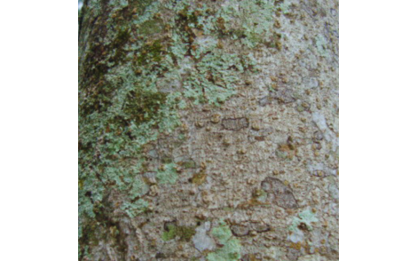 Caracteristicas do tronco do Pau Dalho adulto