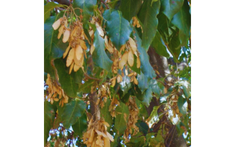 Sementes de Pau dalho em fase de coleta