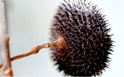 Fruto de Pau Jangada.