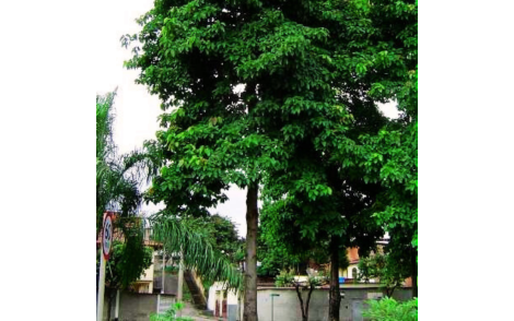Arvore Adulta de Pau Rei