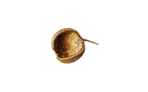 Capsideo de Pau Rei
