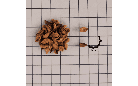 Sementes de Pau Viola em papel quadriculado 1cm