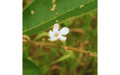 Floração de Pau Viola